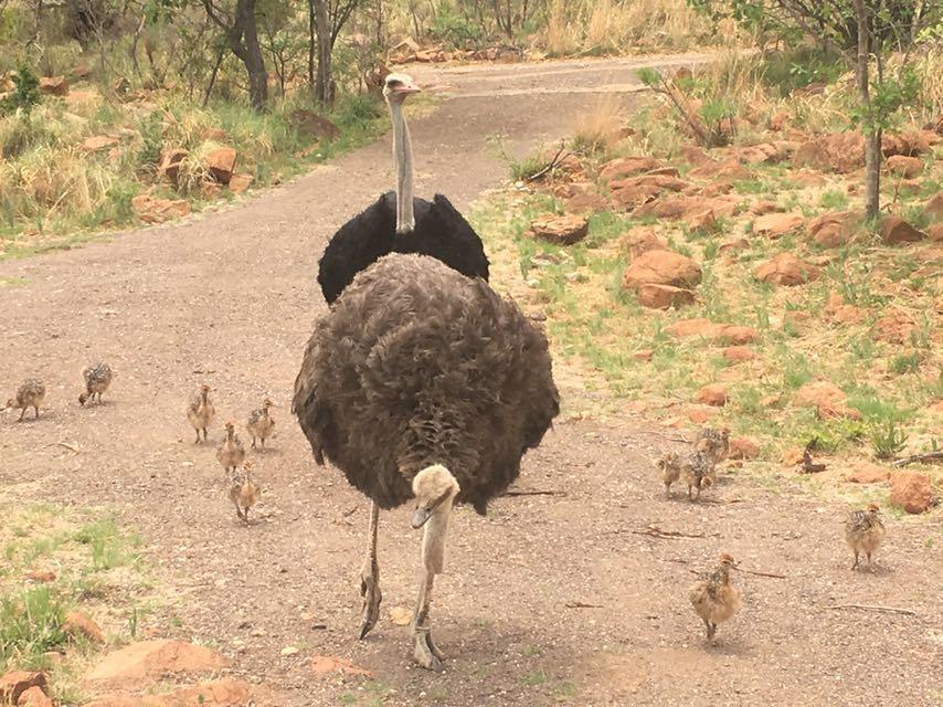 Mabalingwe Uzuri Lodge Bela-Bela Exteriör bild